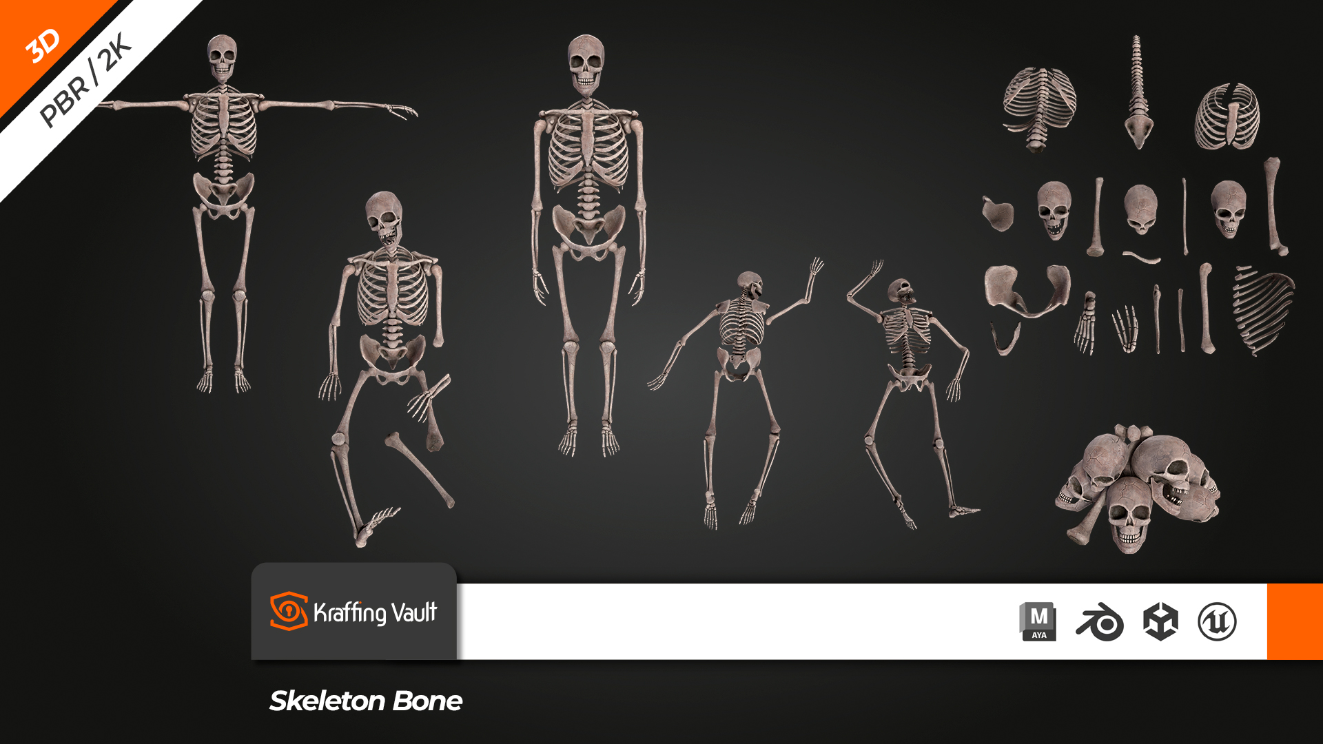 Skeleton Buildar Skeleton Bone | Fab