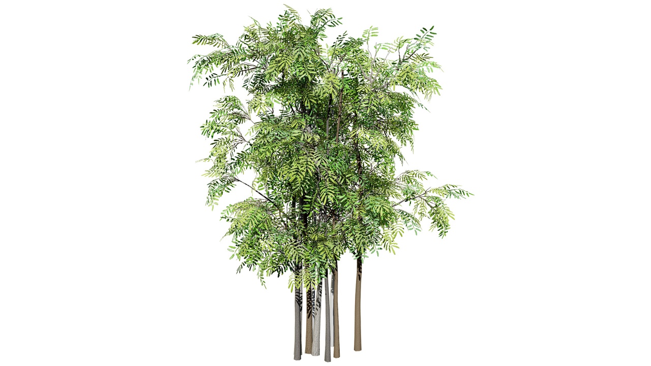 Media 1 for listing South African Acacia Brevispica