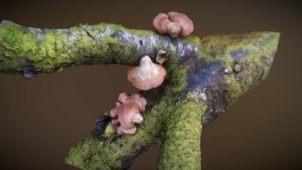 Media 1 for listing Tree fungus/mushroom