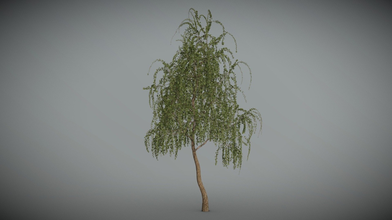 Media 1 for listing Birch_tree_02