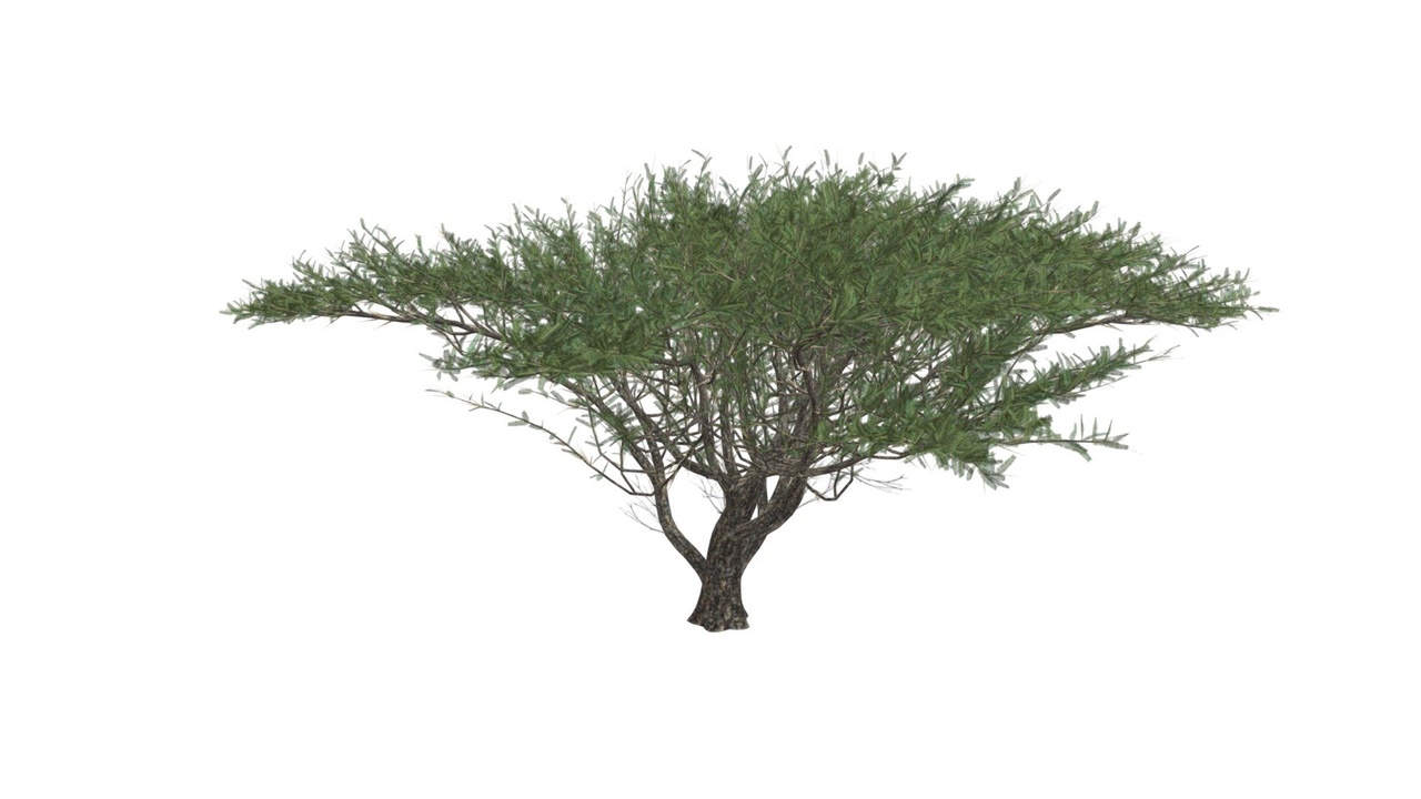 Media 1 for listing Umbrella Thorn Tree #01