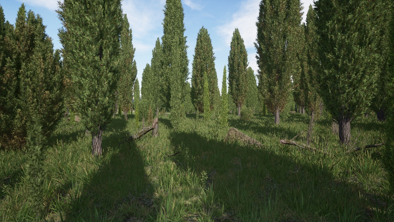 Media 1 for listing Cypress Pack (Cupressus Pyramidalis)