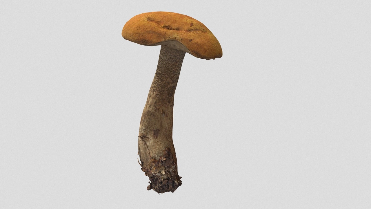 Media 1 for listing Leccinum aurantiacum aka red-capped scaber stalk
