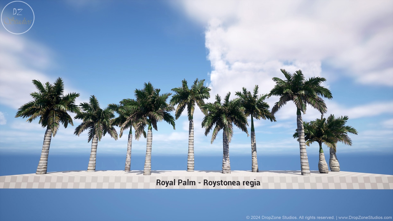 Media 1 for listing DZ Trees - Royal Palm