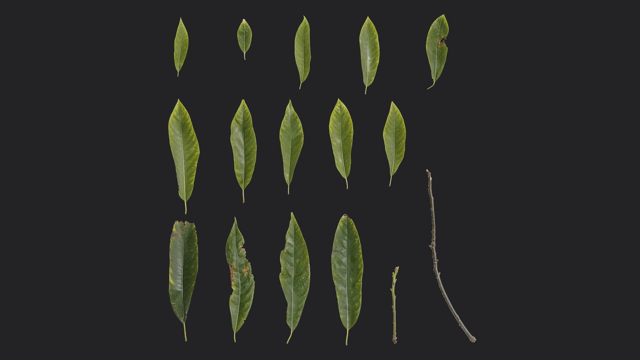 Media 1 for listing Reevesia thyrsoidea Leaf 01