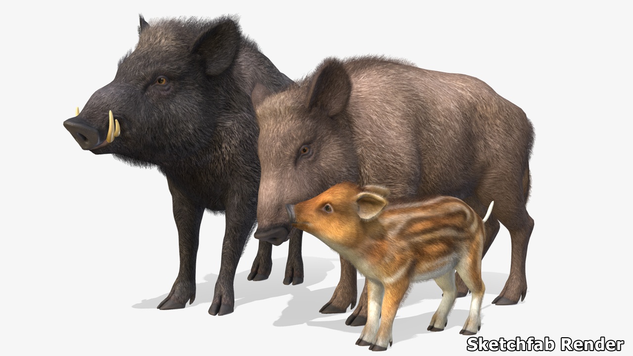 Media 1 for listing Wild Boar Family