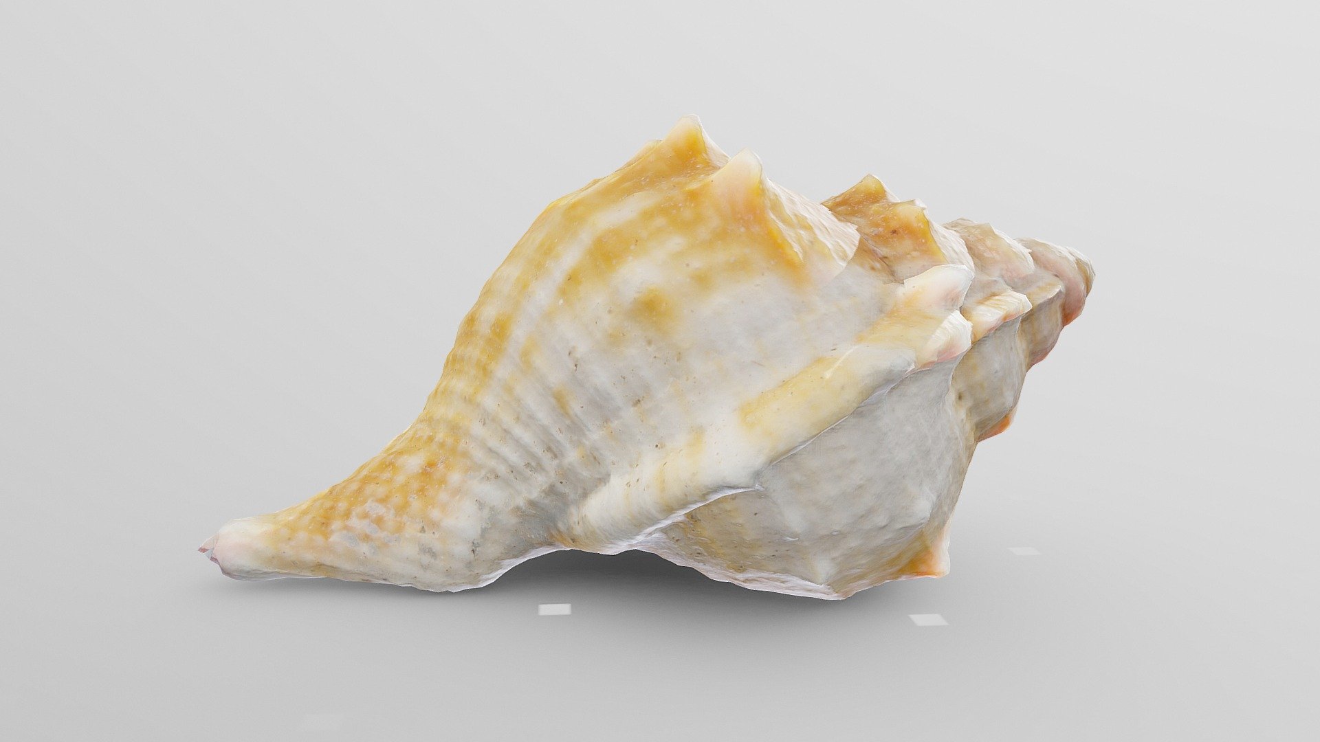 Angular Triton Sea Shell | Fab