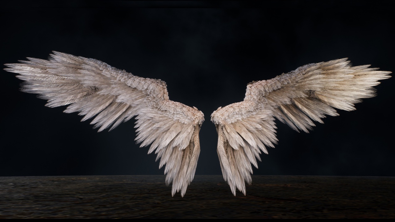 Media 1 for listing Wings