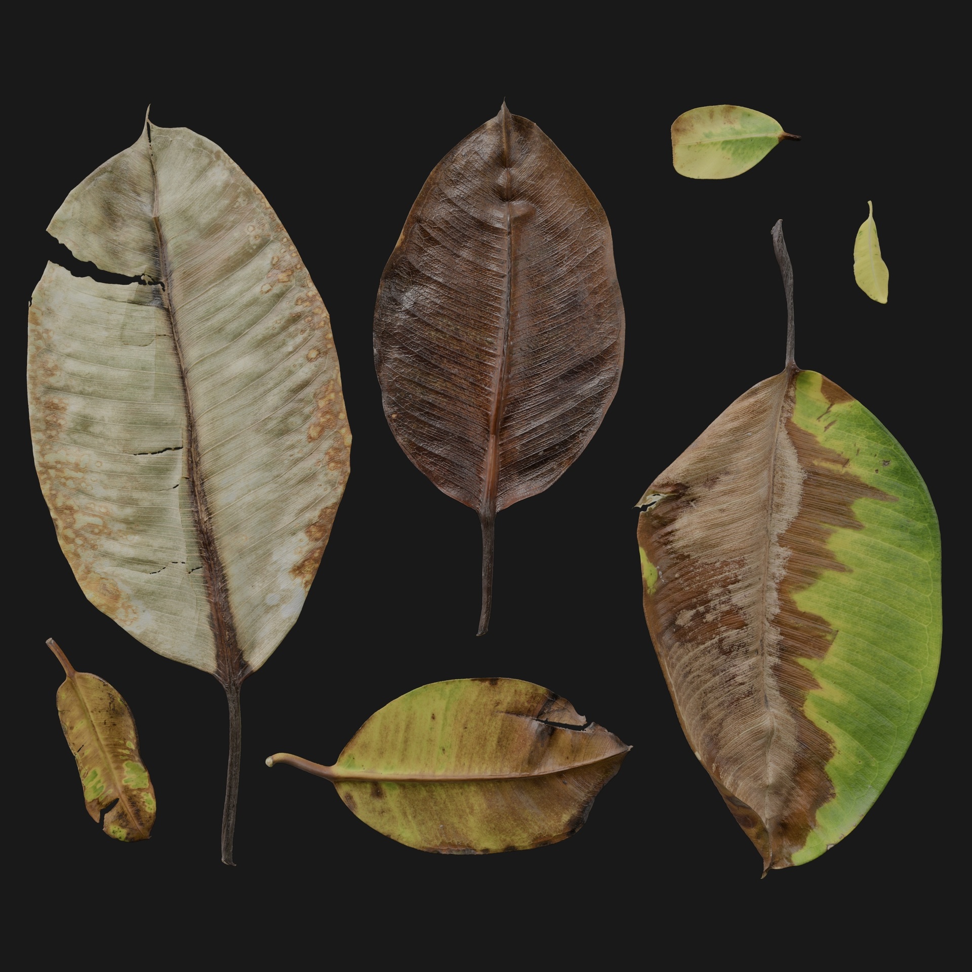 Media 1 for listing Ficus Elastica 07