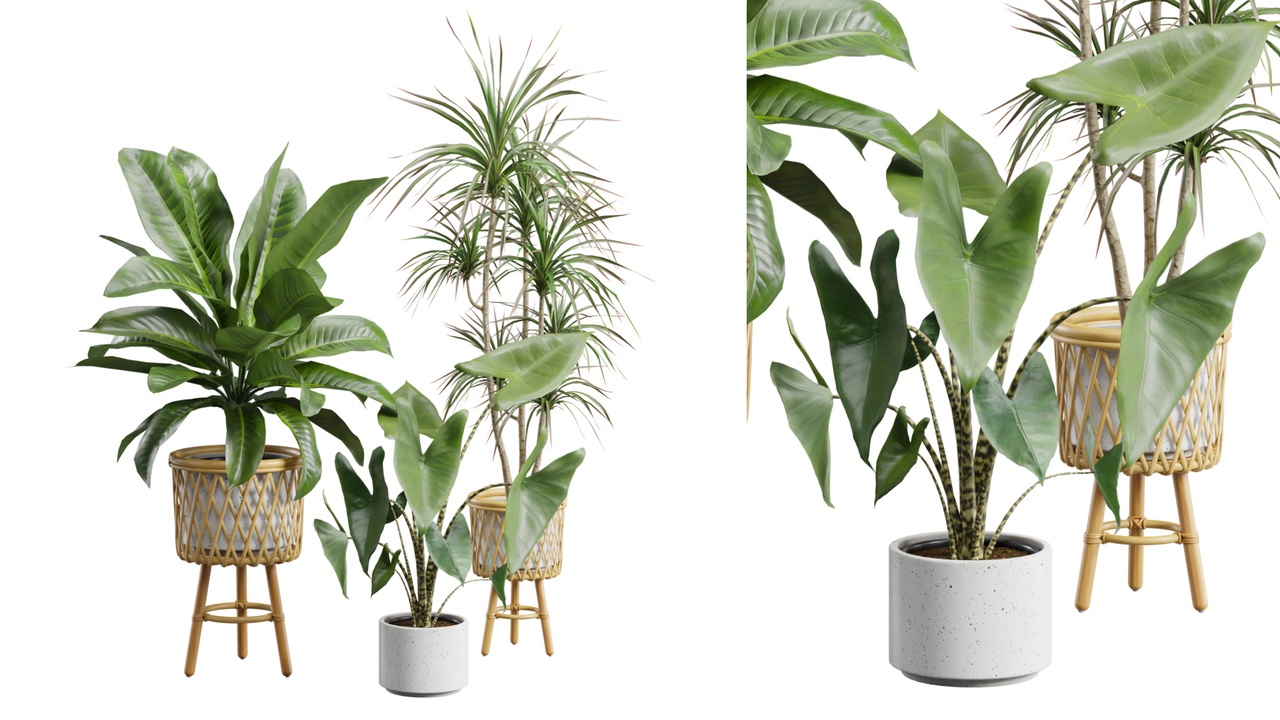 Media 1 for listing Indoor Plants Pack 87