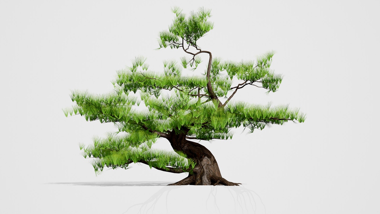 Media 1 for listing Japanese Black Pine Tree pack