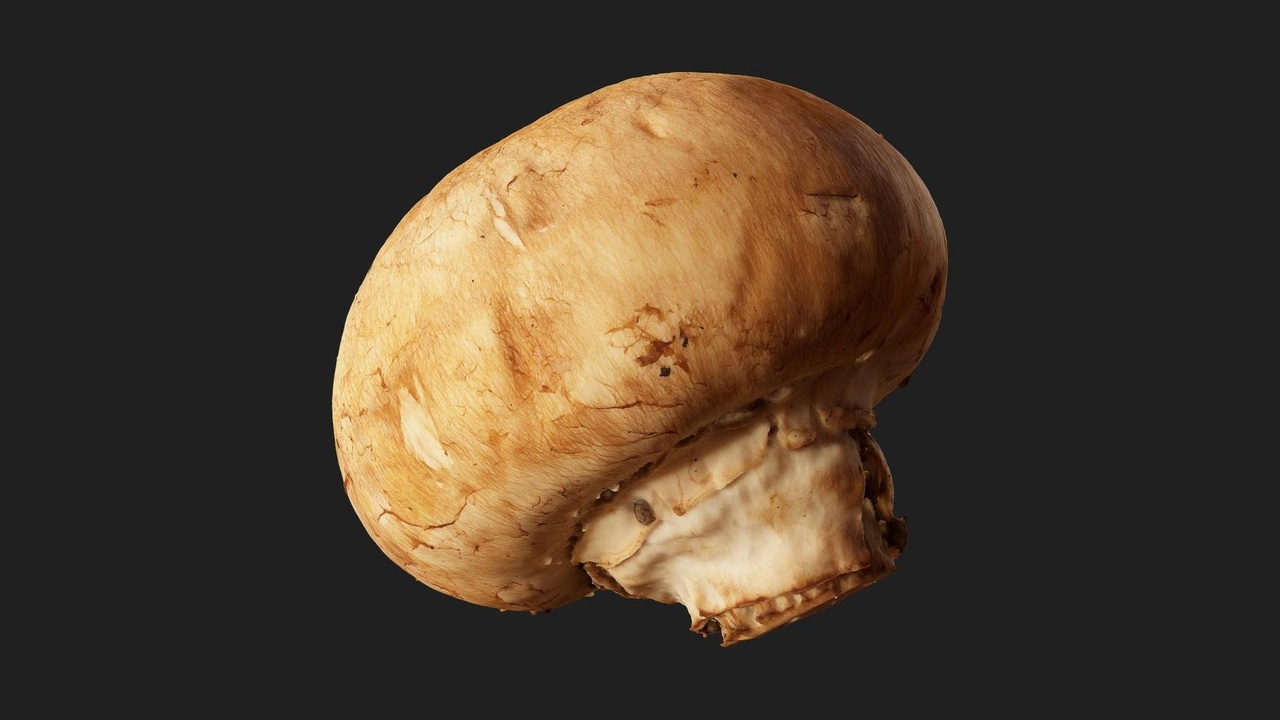 商品 Gilled Mushroom 的媒体 1
