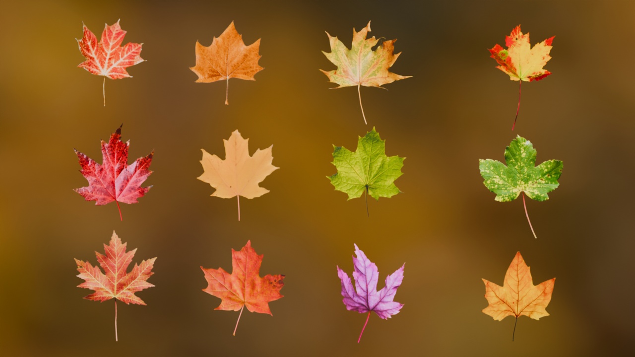 Media 1 for listing Autumn Leaves 3D Pack