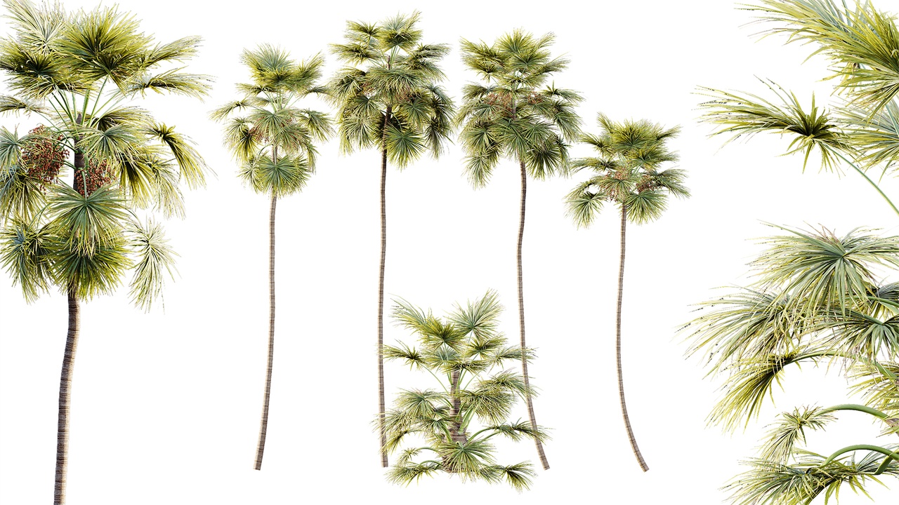 Media 1 for listing AV Plant Saribus Rotundifolius Palm Tree 01