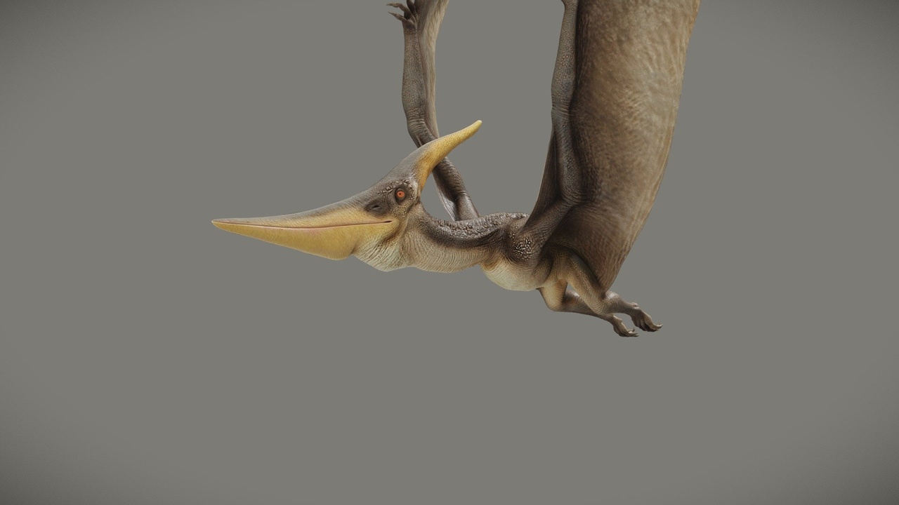Média 1 pour l'article Pteranodon Longiceps