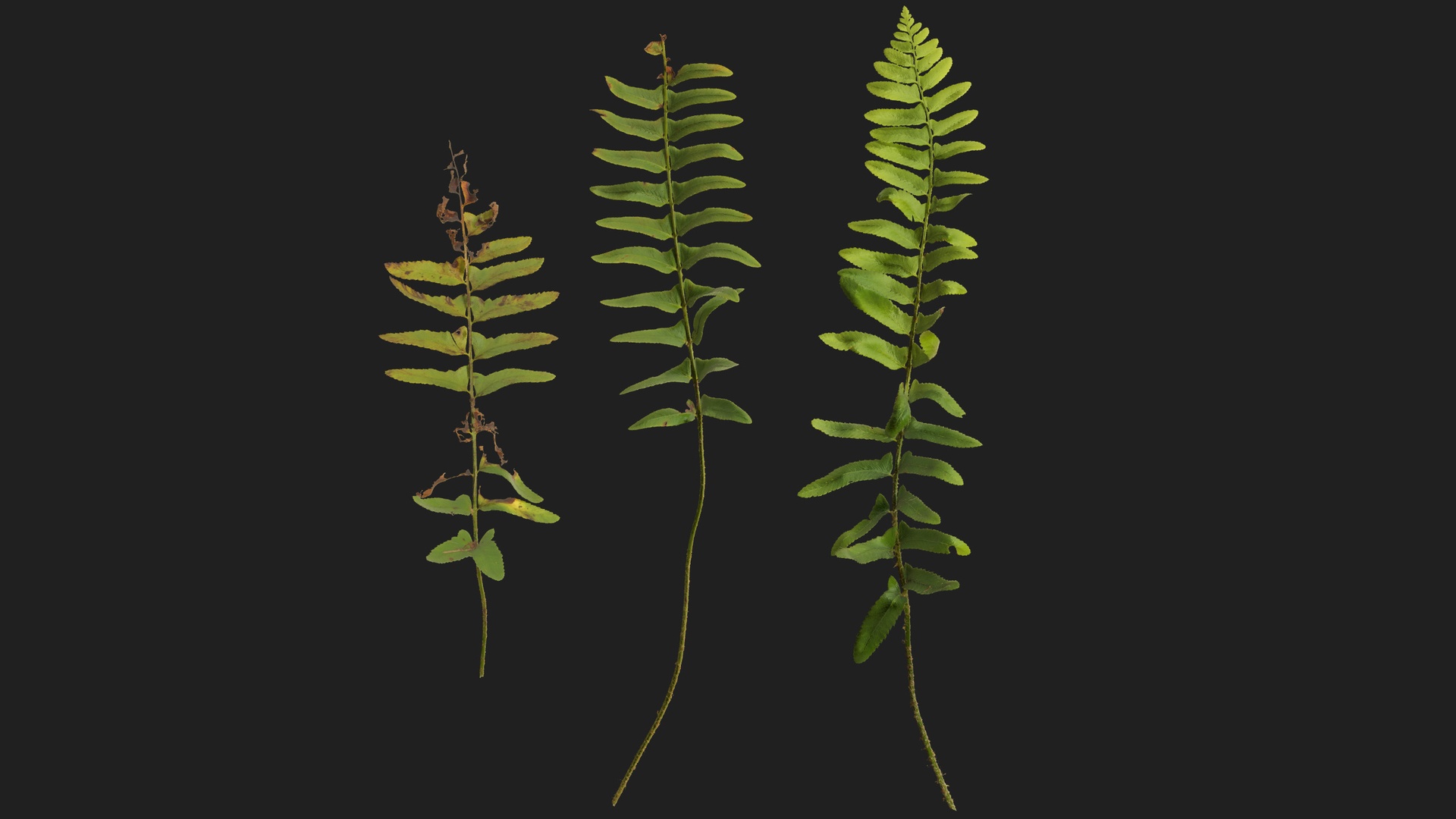 Media 1 for listing Christmas Fern Fronds 02