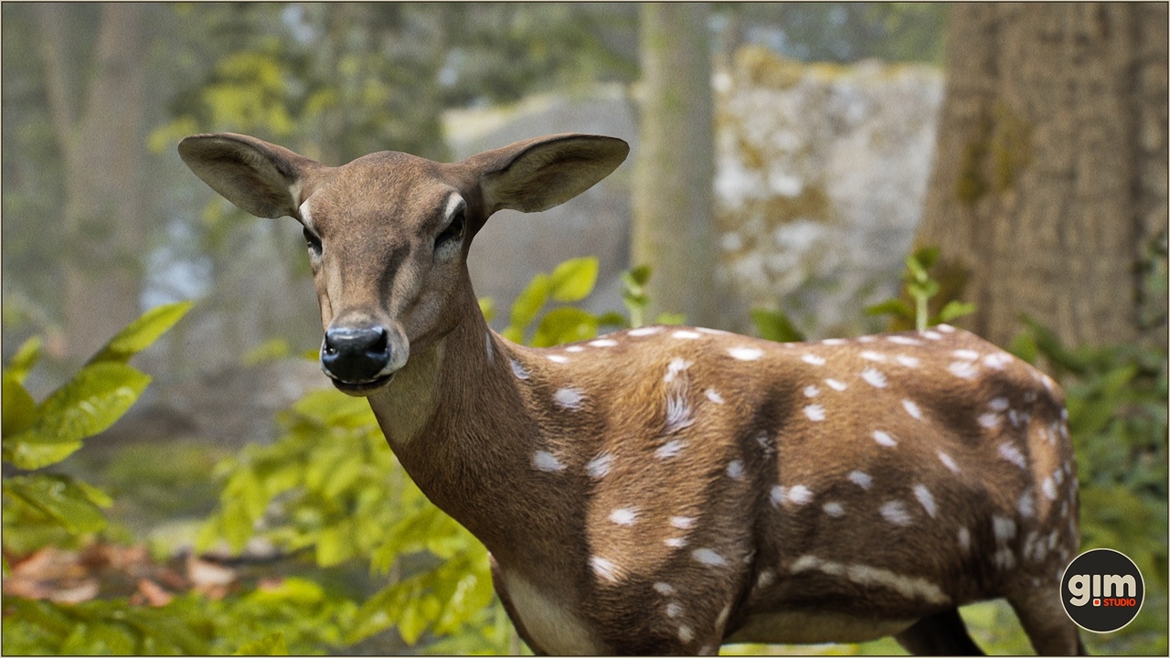 Media 1 for listing Animalia - Chital (female)