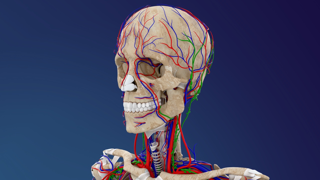 Media 1 for listing Human Skeleton with Arteries & Veins(3D Model)