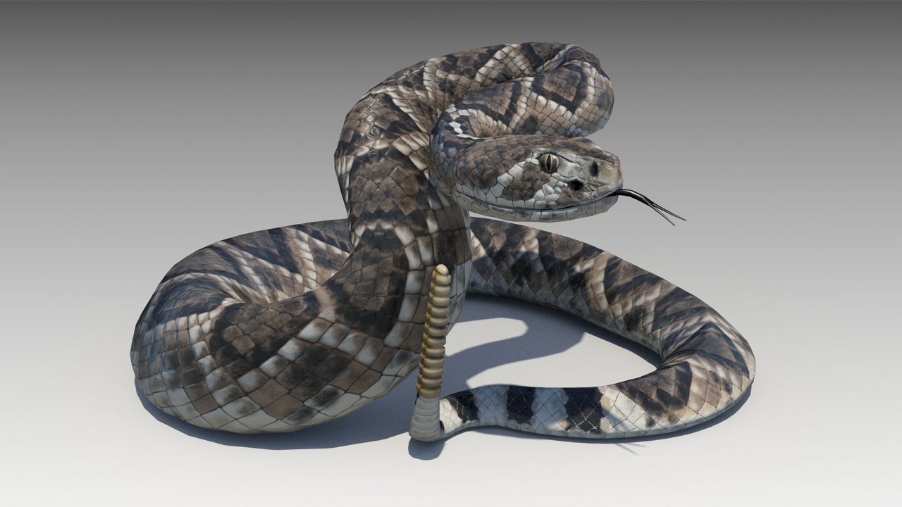Media 1 for listing Rattlesnake