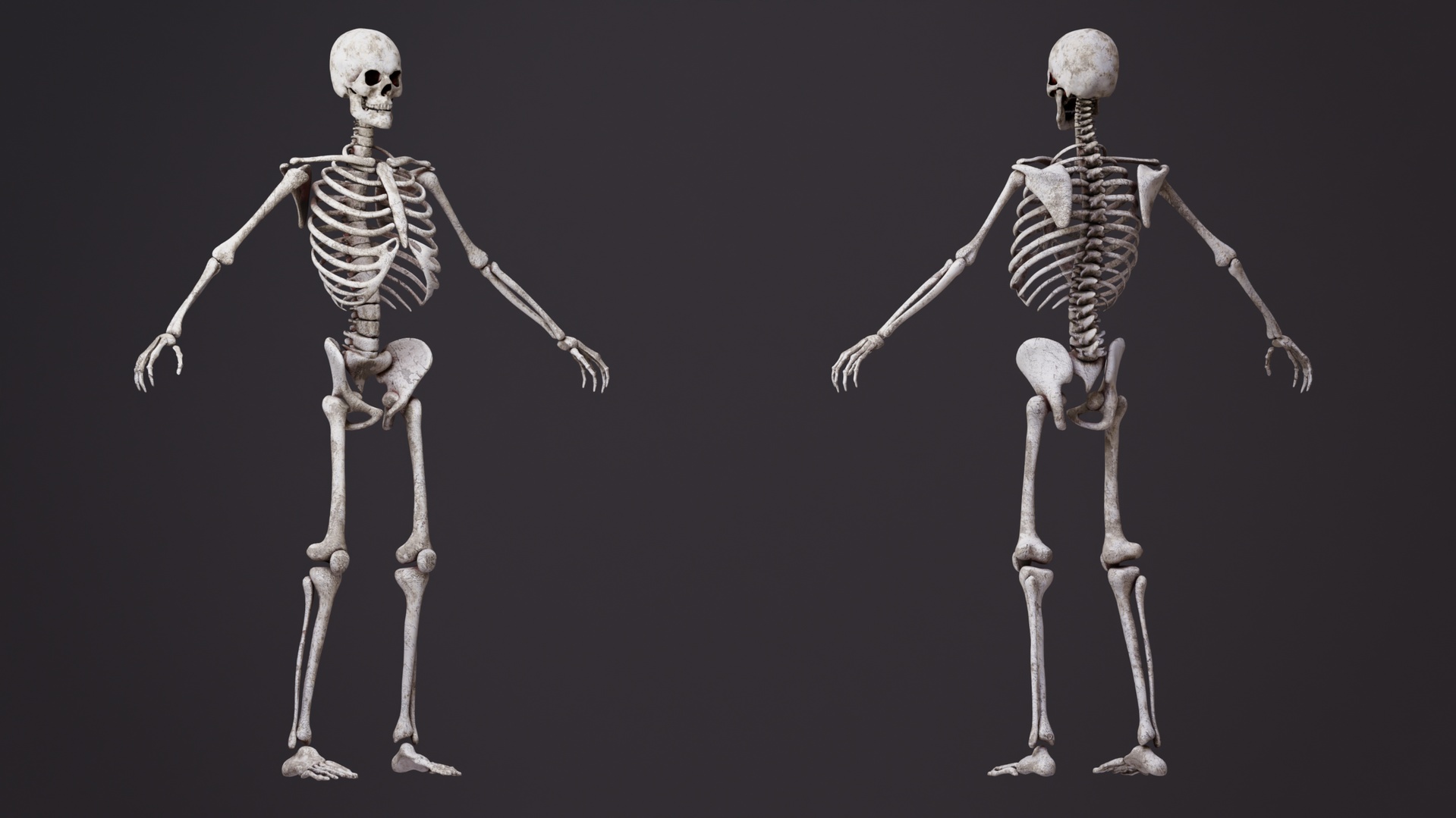 Media 1 for listing Gameready Skeleton Basic