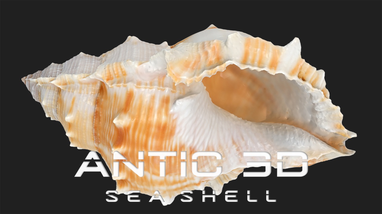 Media 1 for listing Bufonaria Rana sea shell