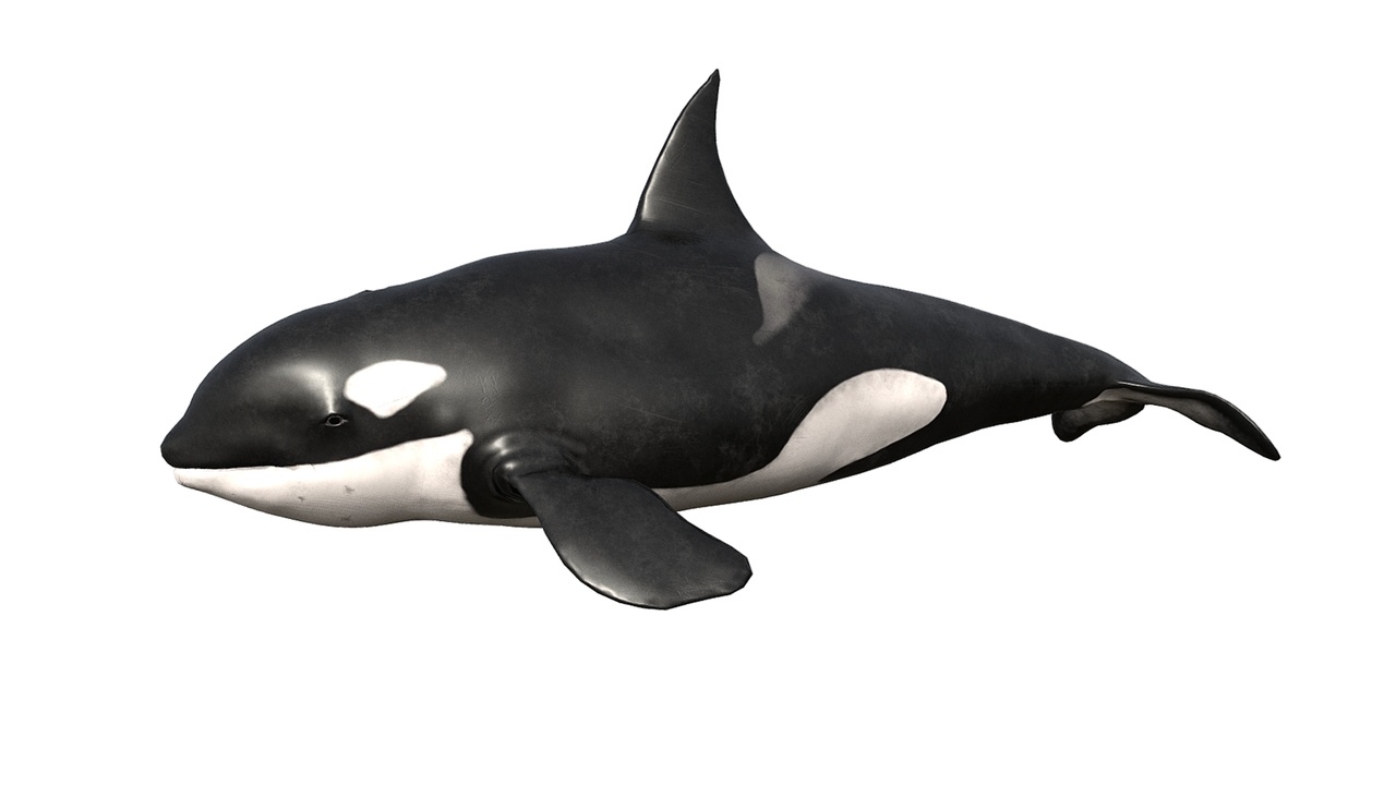 Killer Whale | Fab