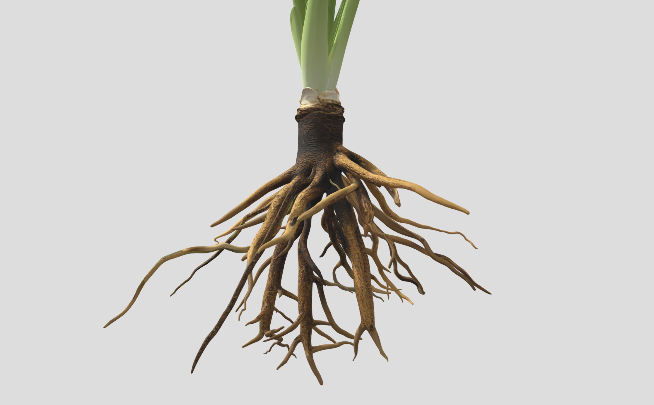 Realistic Plant Root System 3D Model - Rhizome Asset | Fab