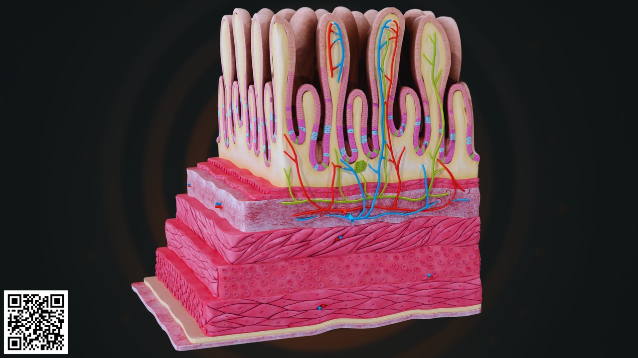 Media 1 for listing Human Small Intestine Histology
