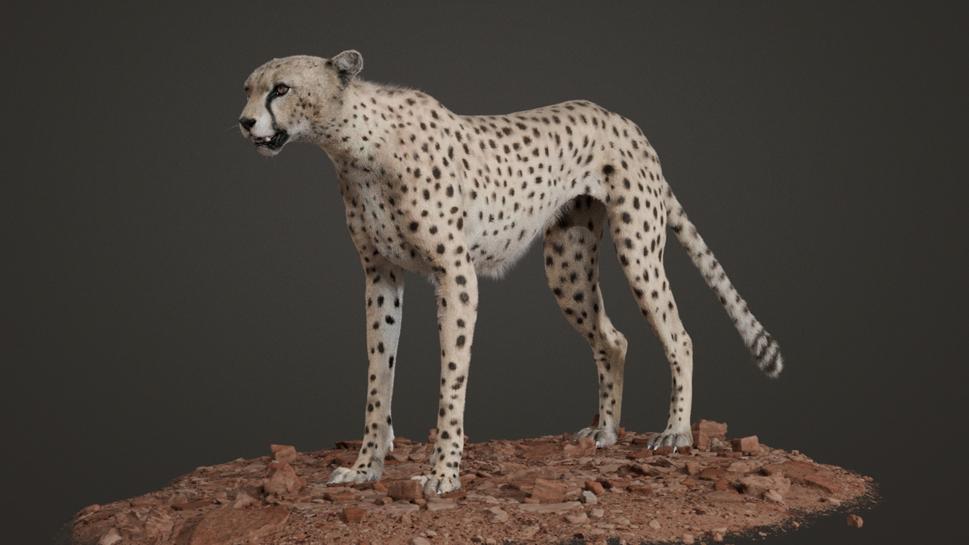 Media 1 for listing Rigged 3D Model - Arabian Cheetah - Realistic - 8K Textures