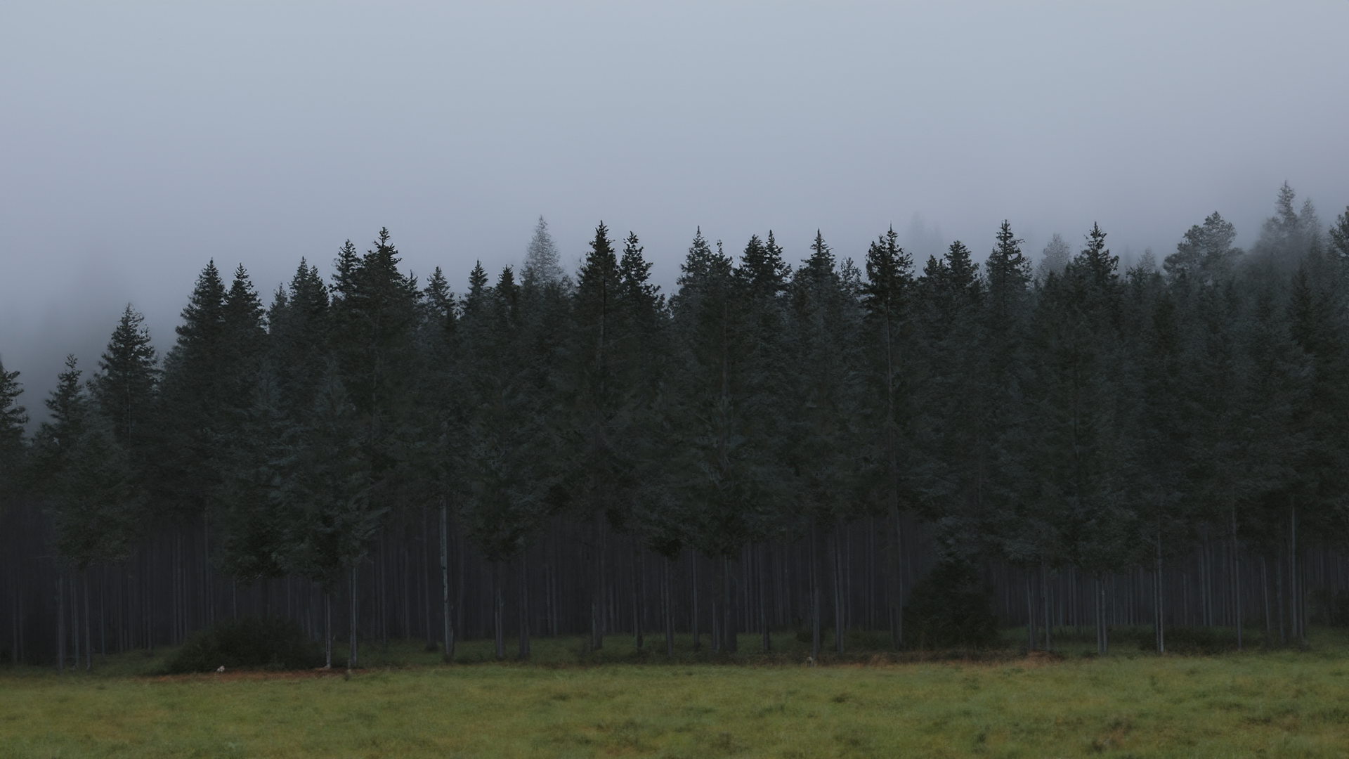 Low Poly Northern Spruce Pack | Fab