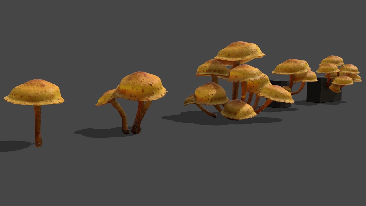 Media 1 for listing Mushroom 12