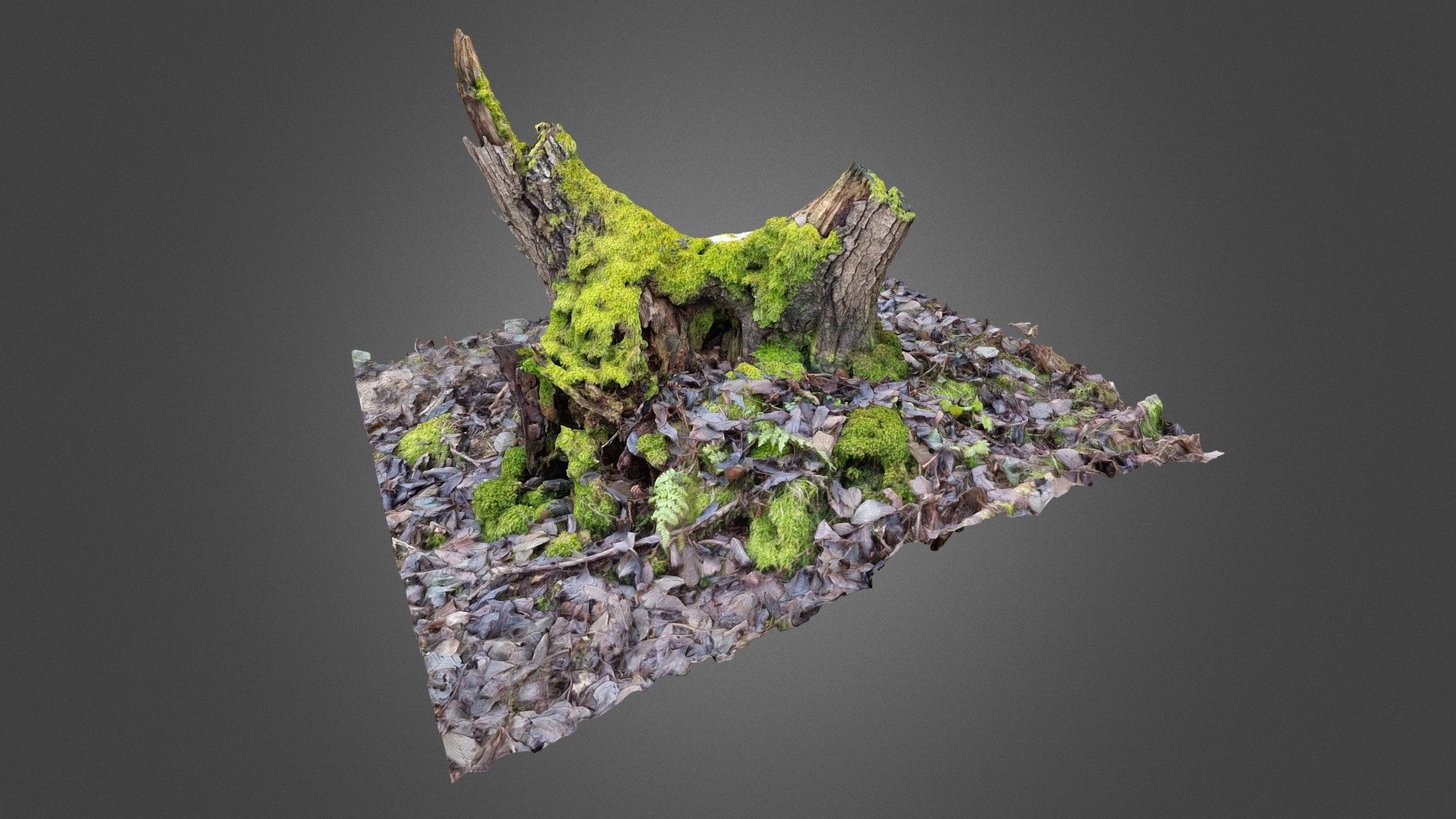 Tree root 01 | Fab