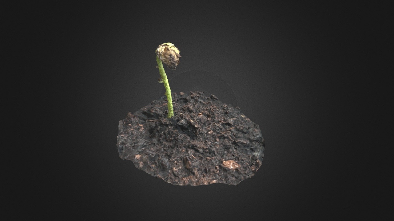Media 1 for listing Bean Sprouting Scan 01 (Low Poly)