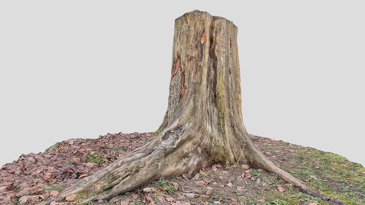 Tree stump scan 8K 019 | Fab