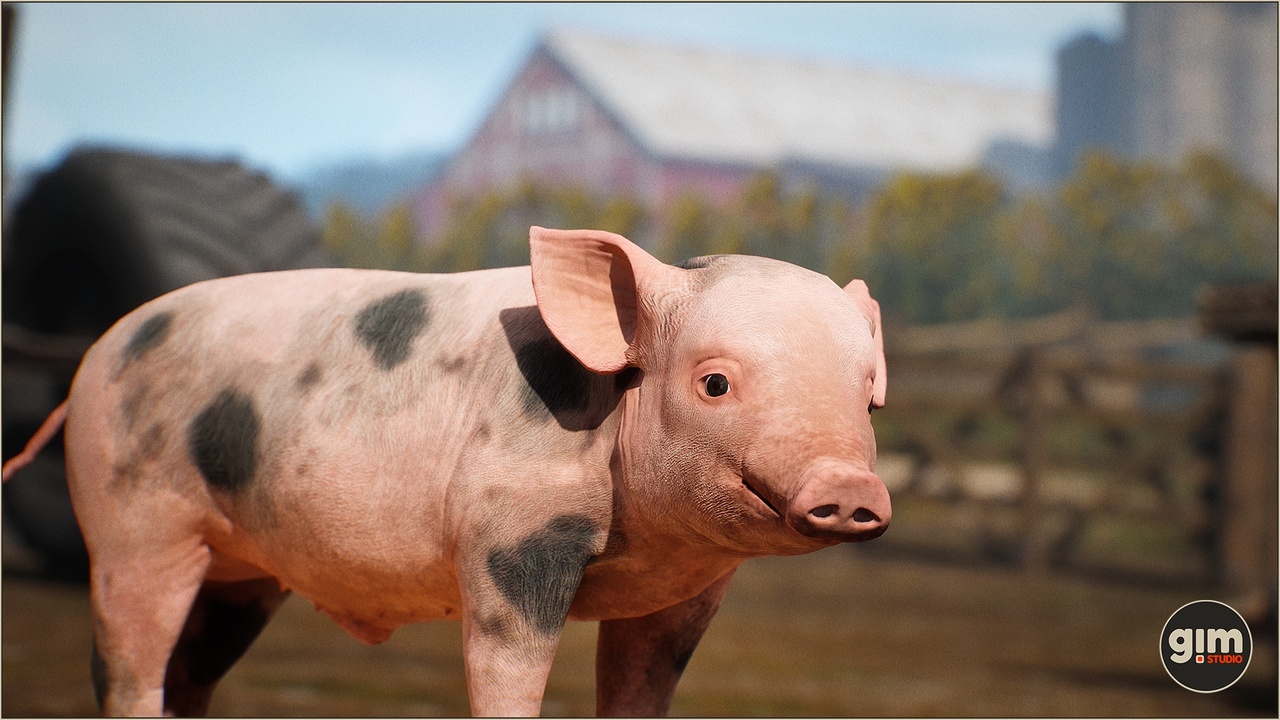 Media 1 for listing Animalia - Pig (young)