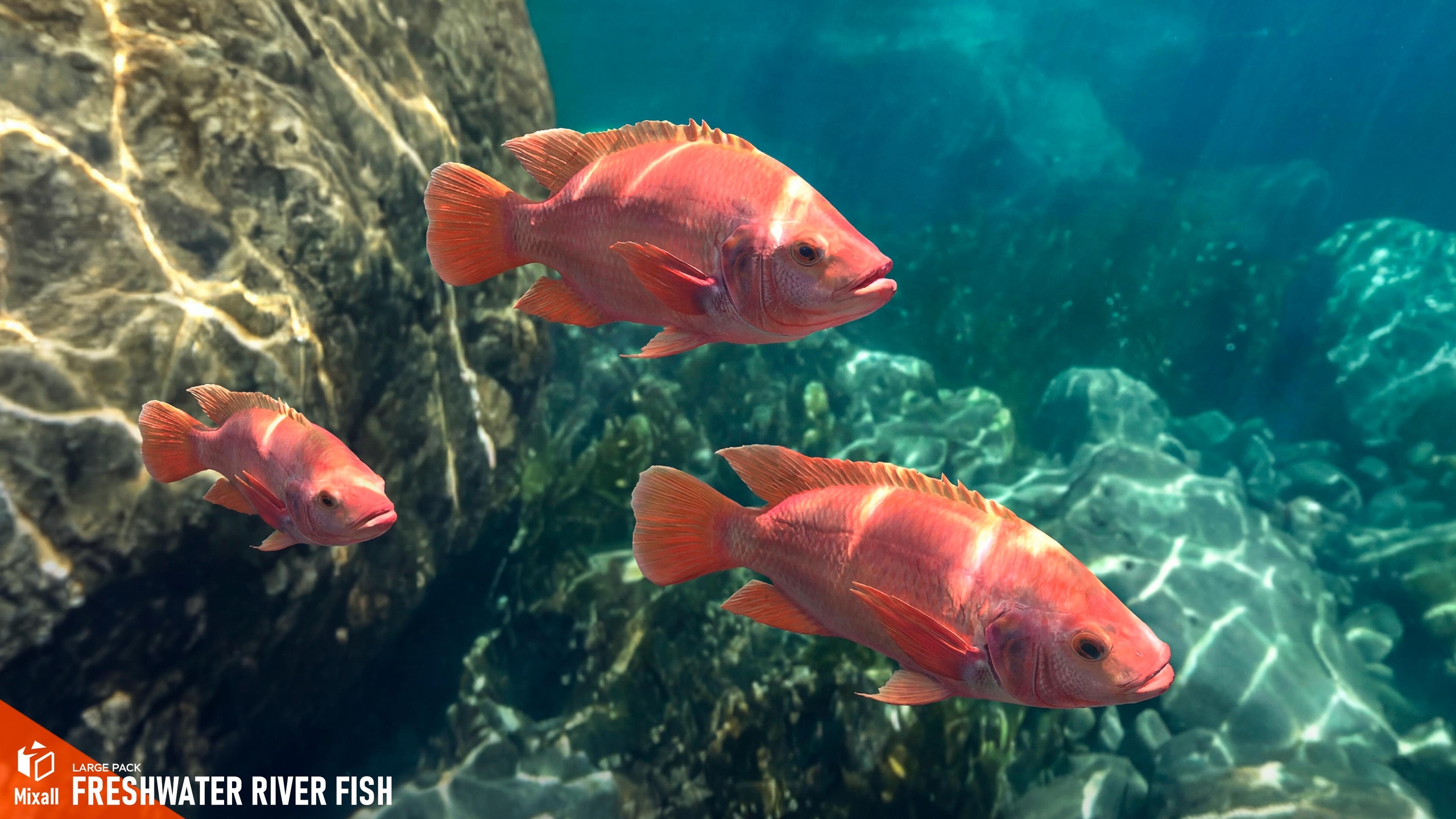 Media 1 for listing Freshwater river fish - large pack