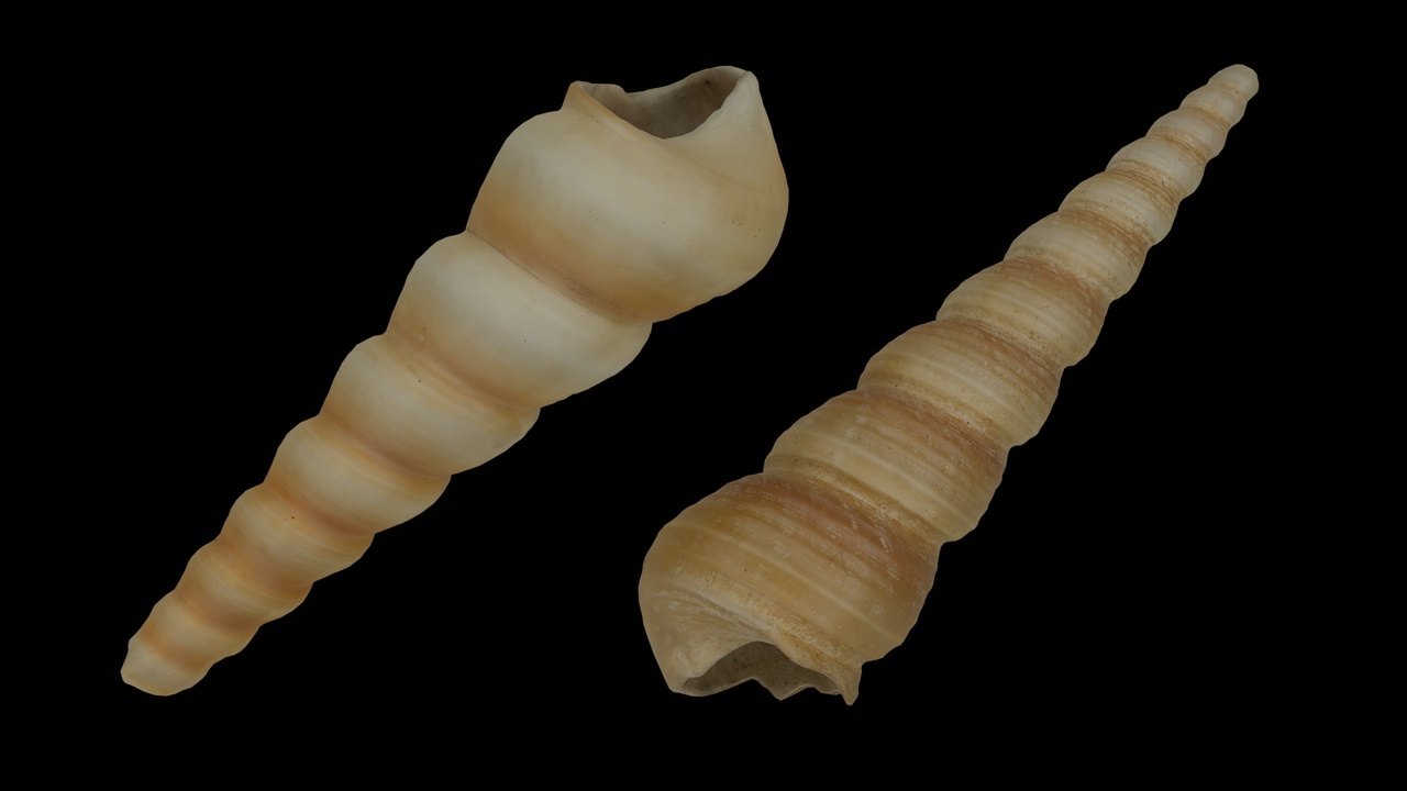 Media 1 for listing Seashell (25 & 26)