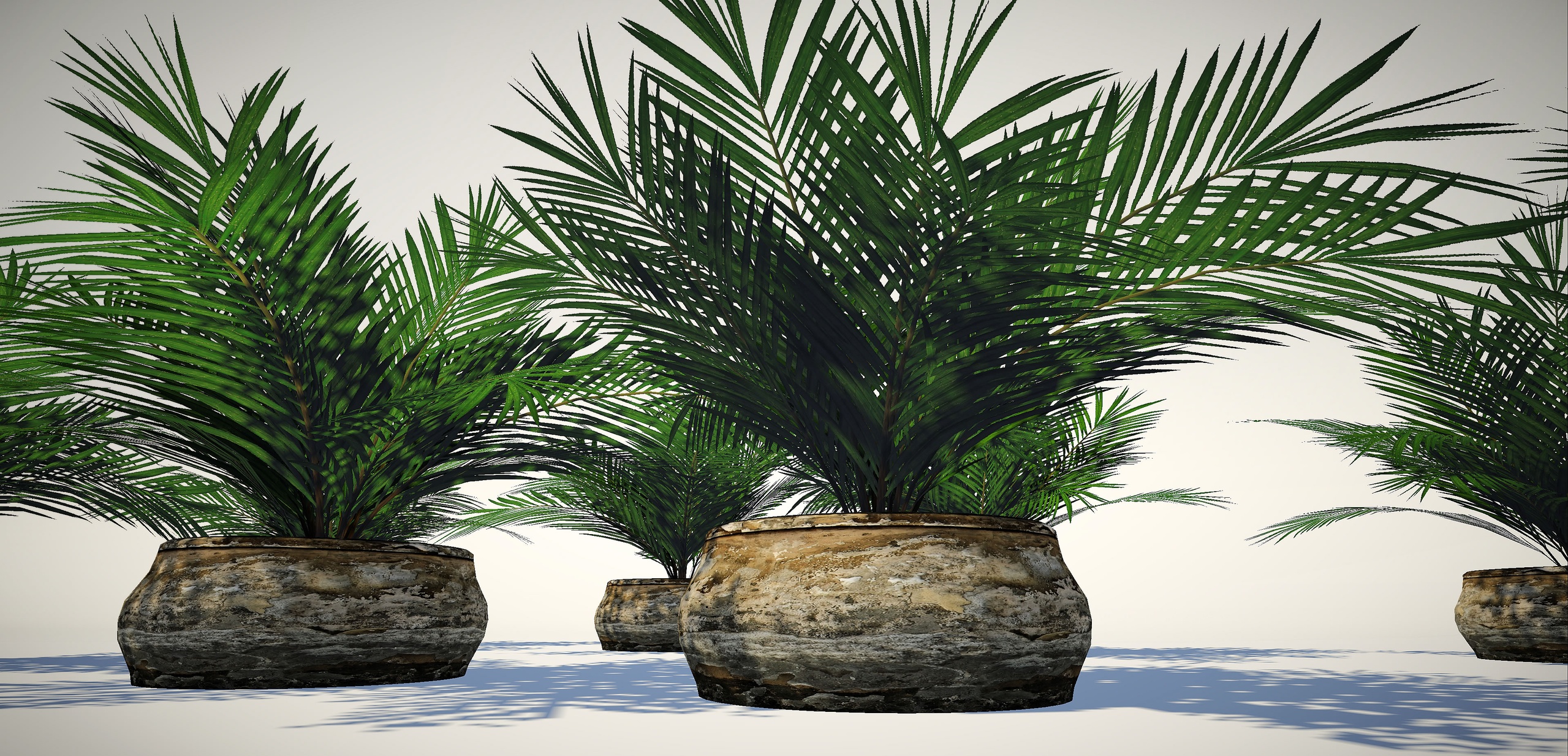 Média 1 pour l'article BushGen04-CurlyPalm02