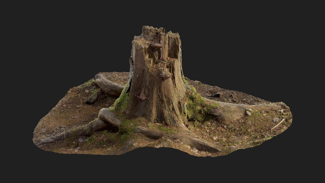商品 Mossy Stump 的媒体 1