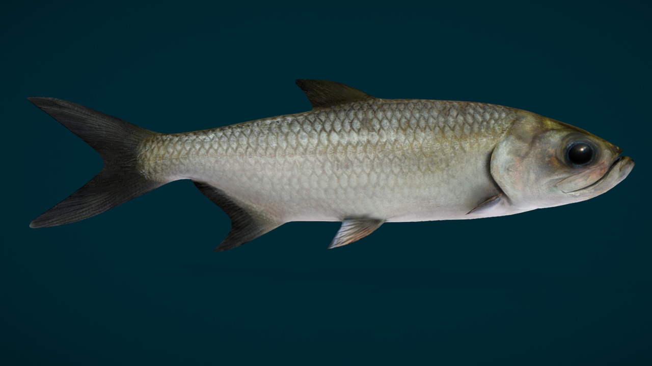 Media 1 for listing Atlantic Tarpon Fish