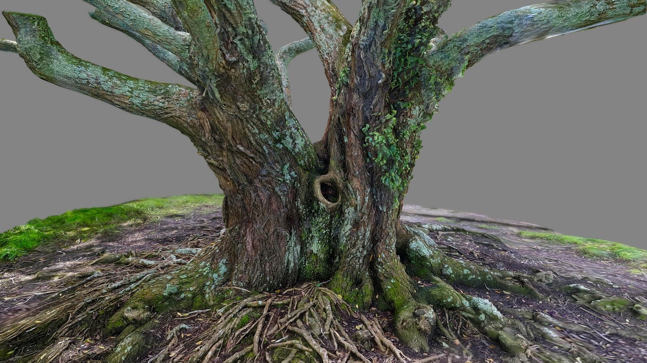 Media 1 for listing Tree with ferns and moss