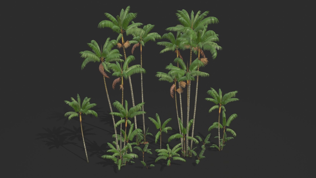 Media 1 for listing Modular Assai Palm Trees - Euterpe oleracea