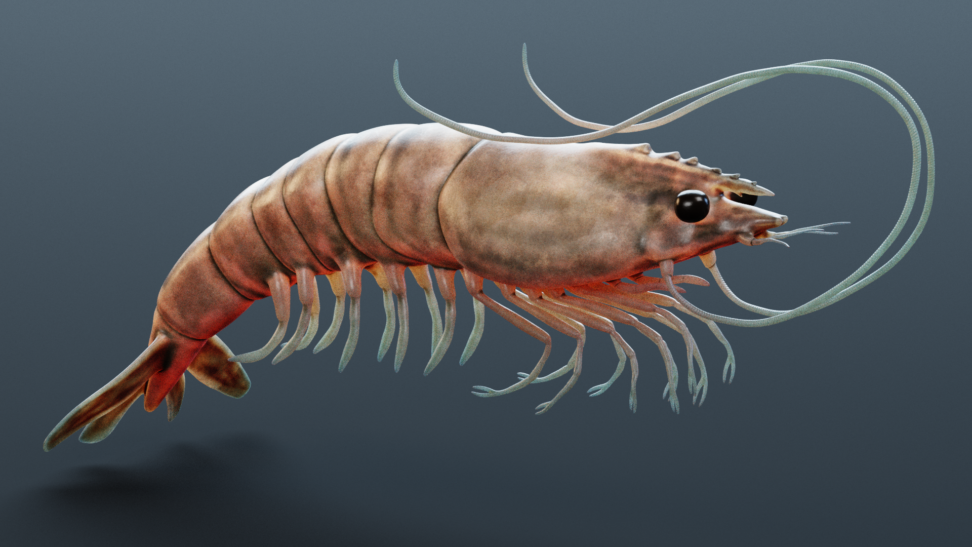 Prawn - Detailed Realistic Crustacean | Fab
