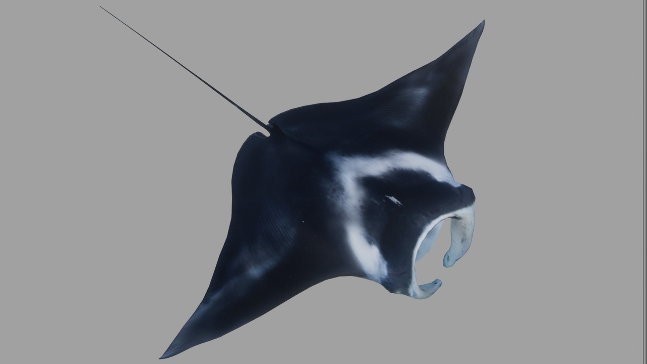 Média 1 pour l'article Giant Manta Ray