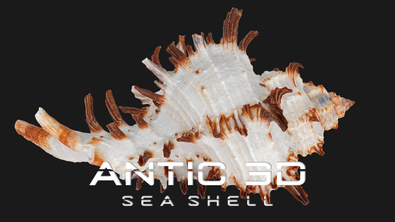 Media 1 for listing Chicoreus chicoreum Murex Endivia Sea Shell