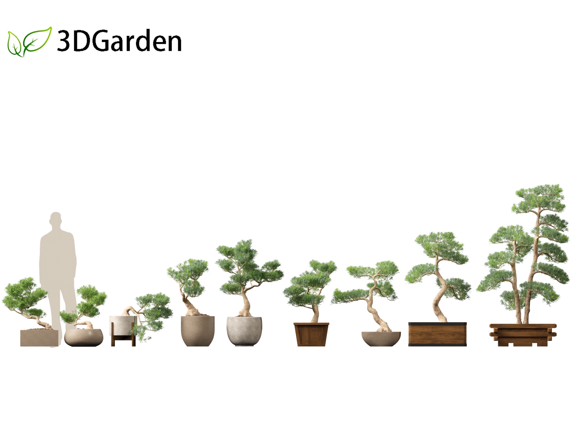 Multimedia 1 para anuncio Podocarpus macrophyllus - Buddhist Pine 01