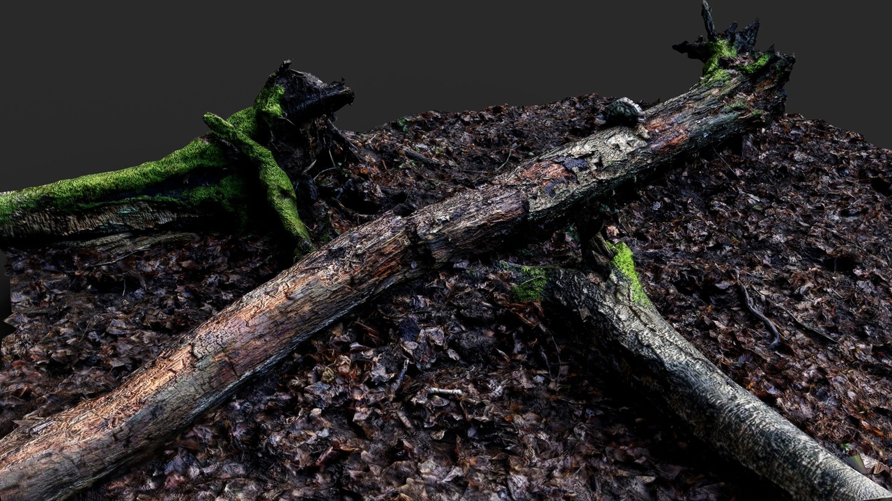 forest ground broken mossy tree trunks PBR photogrammetry | Fab