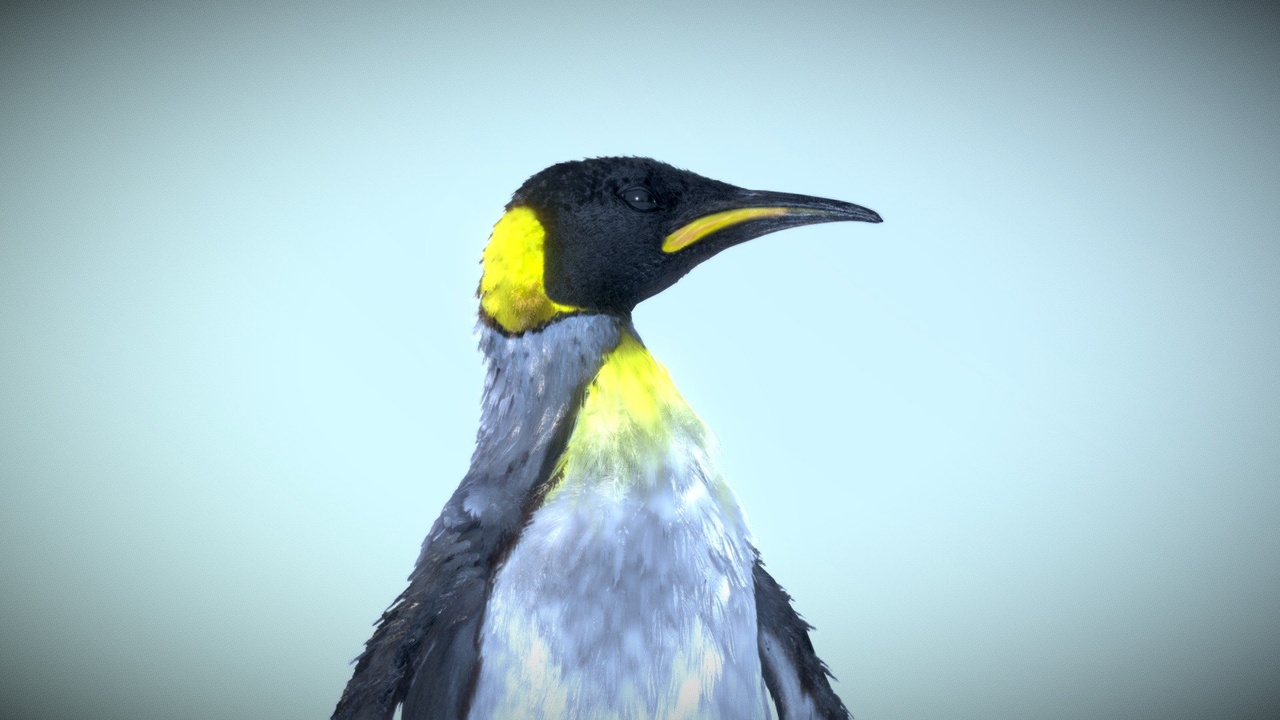 Media 1 for listing King Penguin