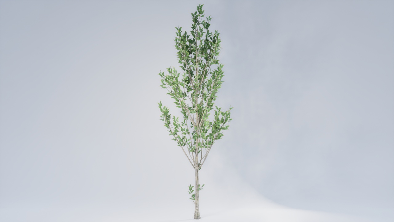 Media 1 for listing Realistic Foliage Collection: Tree 001 Standart 01