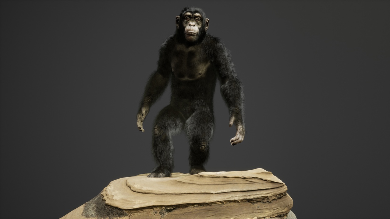 Media 1 for listing The Chimpanzee